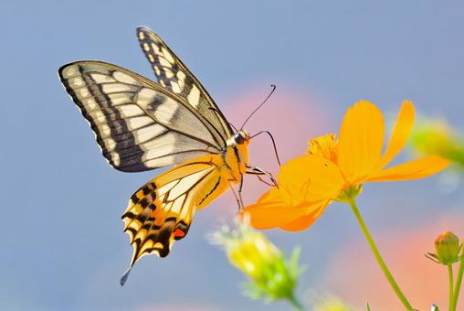 キバナコスモスの蜜を吸うキアゲハ キバナコスモスの蜜を吸うキアゲハ キアゲハ,黄揚羽,アゲハ蝶の写真素材