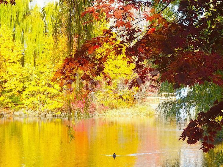 色とりどりの紅葉と池 秋,紅葉,水鏡の写真素材