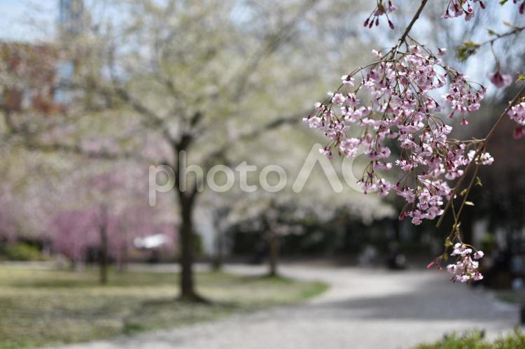 錦町公園の桜の花 桜,桜の花,桜のアップの写真素材