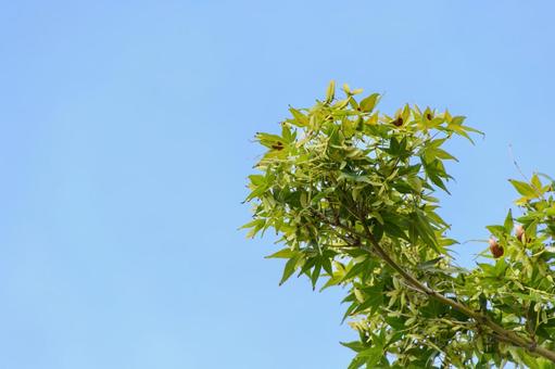 Photo, বৃক্ষবিশেষ, ব্লু ম্যাপেল, গাছের পাতা, 