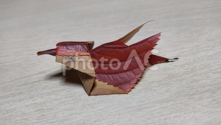 落ち葉すずめ(桜の落ち葉) 落ち葉,すずめ,葉っぱの写真素材