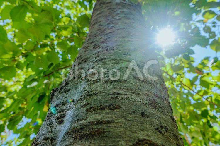 木漏れ日 木の枝,木,太陽の写真素材