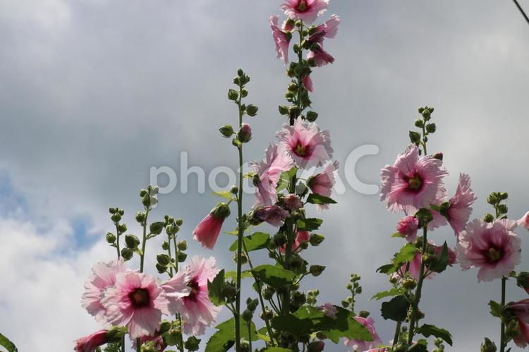 タチアオイの花と曇り空 タチアオイ,ピンクの花,花の写真素材