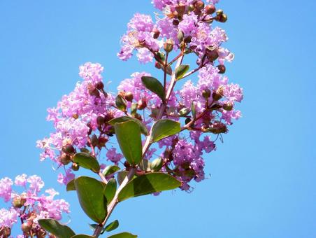 [Flower Photo] Pink Crape Myrtle, JPG