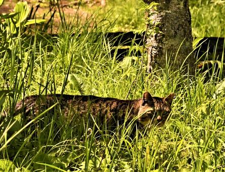 猫 11522 猫 11522の写真