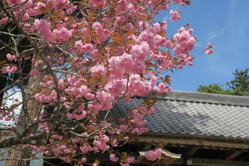 春の花 春の花 桜,さくら,梅の写真素材