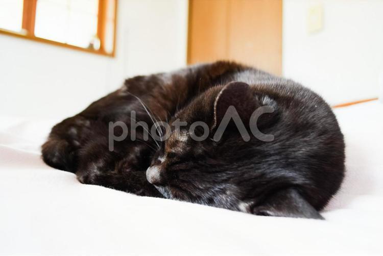 昼食後寝室でお昼寝している黒猫 黒猫,お布団,ねこの写真素材