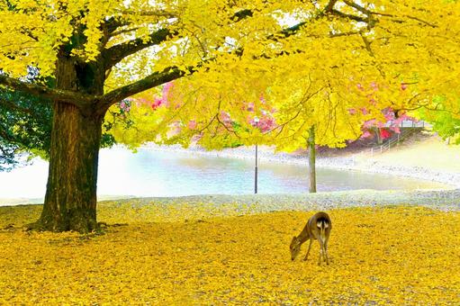 紅葉したイチョウと奈良公園の鹿の写真