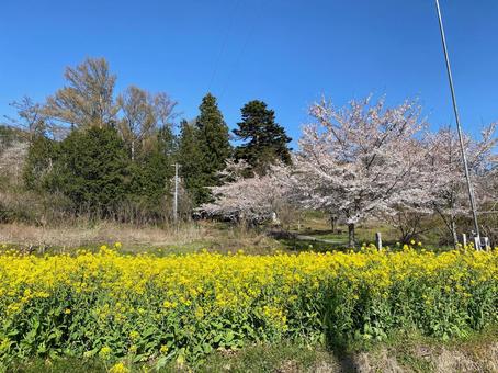 桜と菜の花 桜と菜の花 桜並木,お花見,田舎の写真素材