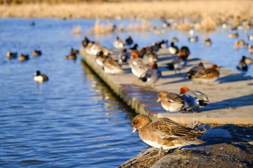 Flock of ducks at Otakaradata Reservoir, JPG Flock of ducks at Otakaradata Reservoir, JPG