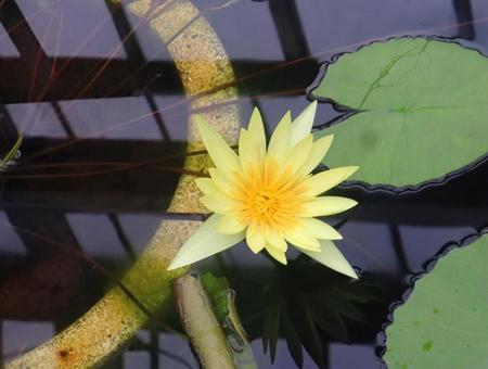 未草 睡蓮,花,flowerの写真素材