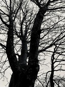 葉の落ちた木　初冬　モノクローム 葉の落ちた木,モノクローム,白黒の写真素材