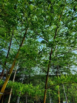 竹の植栽 竹の植栽の写真