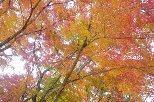 赤やオレンジの紅葉 赤やオレンジの紅葉 秋,もみじ,赤の写真素材