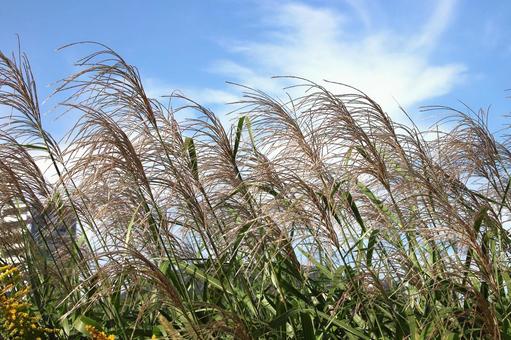 ススキ ススキ 植物,雑草,すすきの写真素材