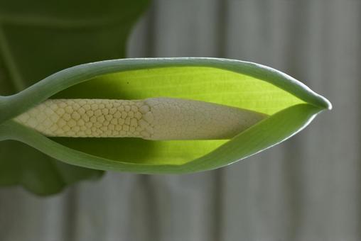 Photo, quadrigo, green, natural, 