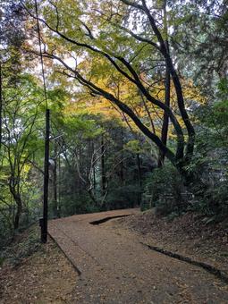 Photo, japan, deciduous leaves, cobblestone, 