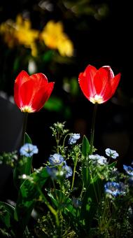Photo, flower, tulip, spring, 