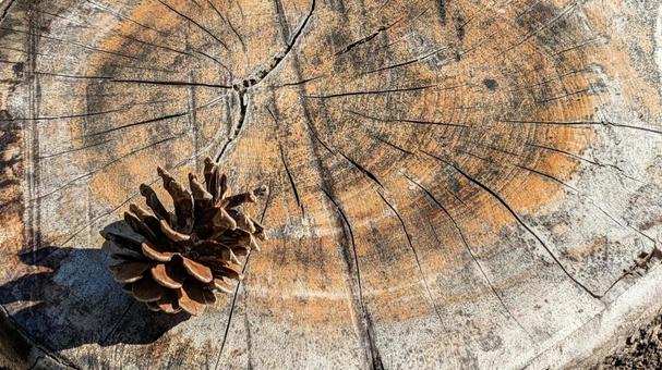 松ぼっくり 松ぼっくり,切り株,木の写真素材