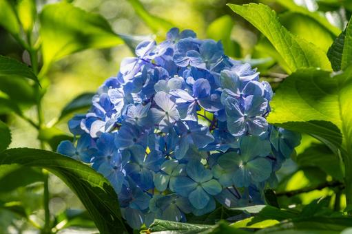 木漏れ日の中の青い紫陽花 木漏れ日の中の青い紫陽花 紫陽花,花,6月の写真素材