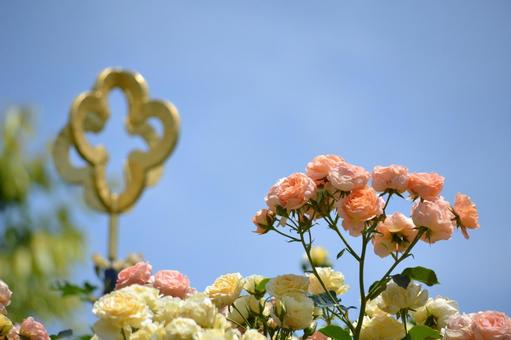 オレンジ色のバラ オレンジ色のバラ バラ,薔薇,オレンジの写真素材