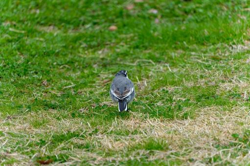 草地に佇むセグロセキレイの後ろ姿 セグロセキレイ,鳥,野鳥の写真素材