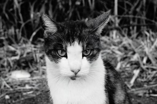 ノラ猫 ノラ猫の写真