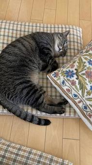 猫 猫の写真