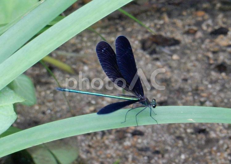 【昆虫写真】ハグロトンボ（羽黒蜻蛉） ハグロトンボ,羽黒蜻蛉,生き物の写真素材