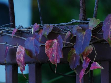 絡まるツタ紅葉 絡まるツタ紅葉の写真