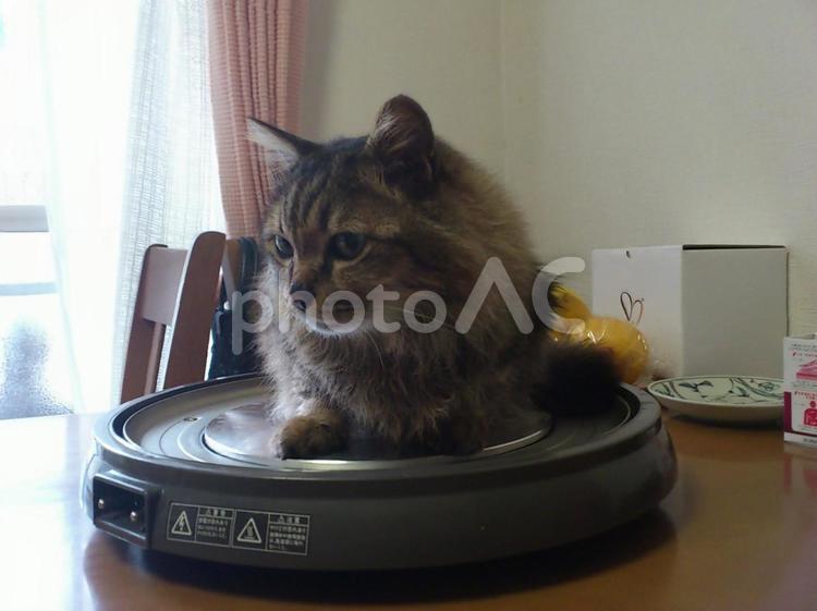 ねこ ネコ,猫,ねこの写真素材