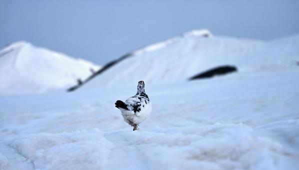 雷鳥の後ろ姿 雷鳥,ライチョウ,鳥の写真素材