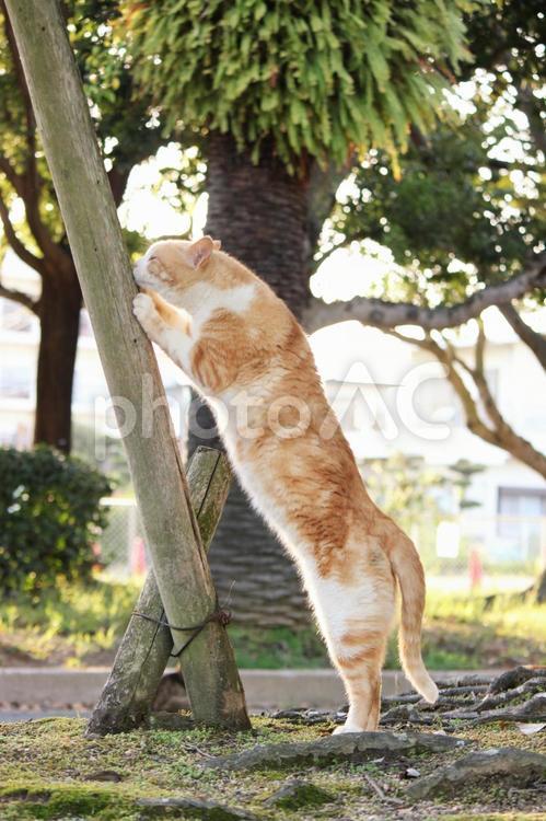 紀三井寺の地域猫 猫,ネコ,ねこの写真素材