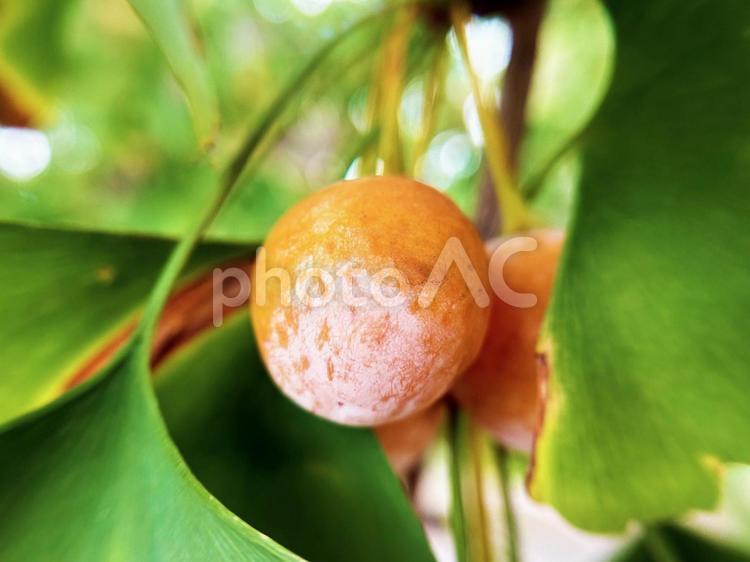 銀杏の実のクローズアップ 銀杏の実,クローズアップ,色鮮やかの写真素材