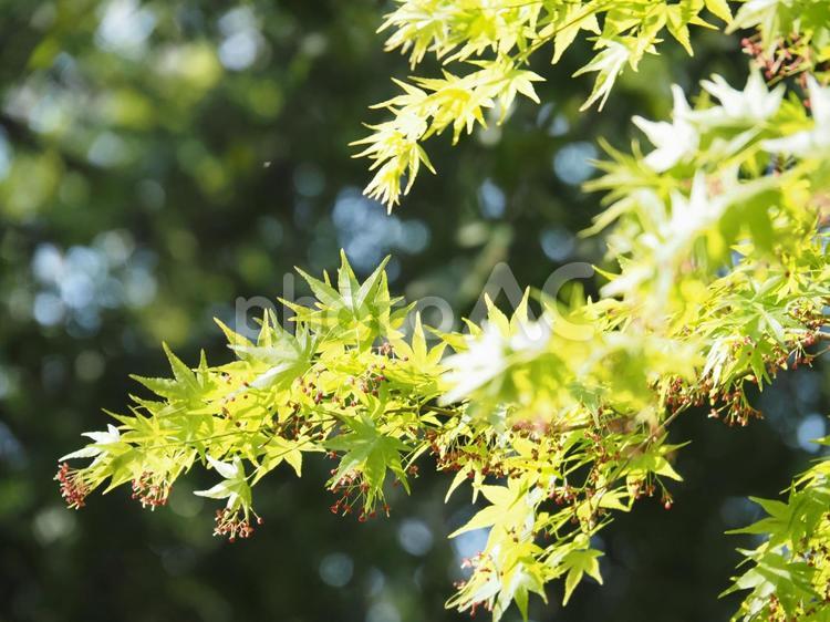 太陽に照らされたモミジ　青い もみじ,紅葉,青の写真素材