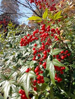 南天　赤い実　観音寺　千葉県柏市 南天,赤い実,観音寺の写真素材