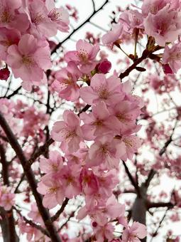 桜 桜,ピンク,春の写真素材