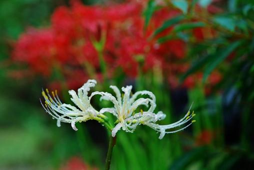 彼岸花 曼珠沙華 ヒガンバナ 白い花 彼岸花 曼珠沙華 ヒガンバナ 白い花 彼岸花,曼珠沙華,ヒガンバナの写真素材
