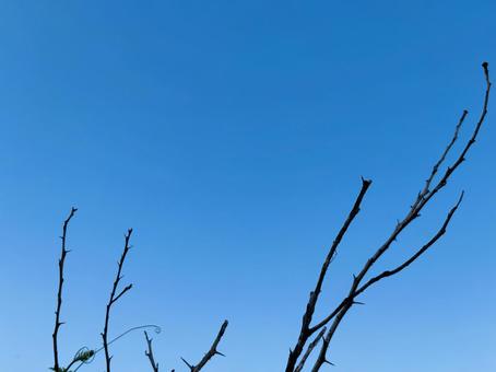 レモンの木の枝と青空、コピースペース レモンの木の枝と青空、コピースペース 枝,木の枝,ブランチの写真素材