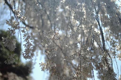 しだれ桜 しだれ桜の写真