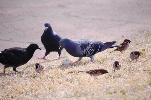 ハトとスズメの集団 ハトとスズメの集団の写真