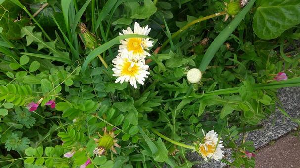 シロバナタンポポ シロバナタンポポ,白い花,野草の写真素材