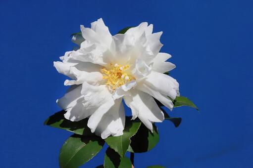 油茶の花 ユチャの花,つばき科,冬期の写真素材