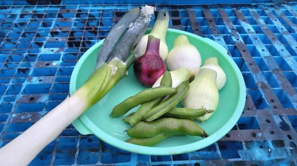 夏野菜の盛り合わせ 夏野菜の盛り合わせ 夏野菜,夏,野菜の写真素材