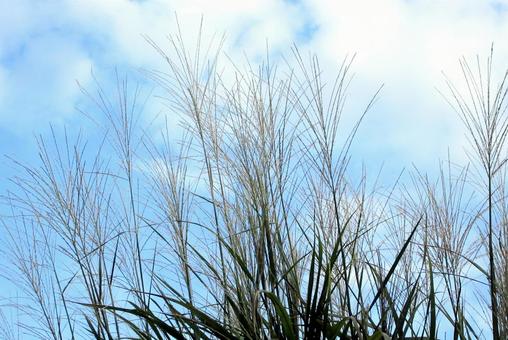 青空にすすきの穂 ススキ,青空,秋の写真素材