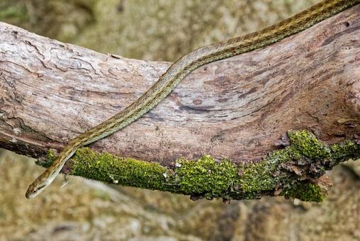 木の上から降りようとするアオダイショウ 木の上から降りようとするアオダイショウ アオダイショウ,青大将,へびの写真素材
