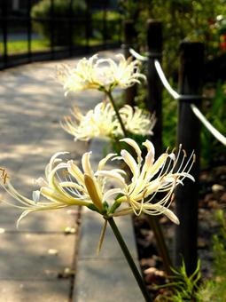 午後の光を浴びる花壇の白いヒガンバナ ヒガンバナ,花,植物の写真素材