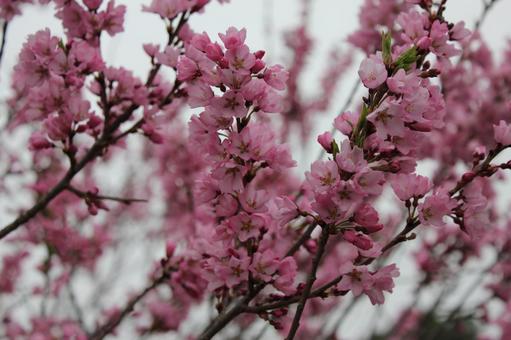 Sakura 13, JPG