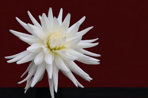花模様ーダリア大輪 花模様ーダリア大輪 花,花びら,ダリアの写真素材