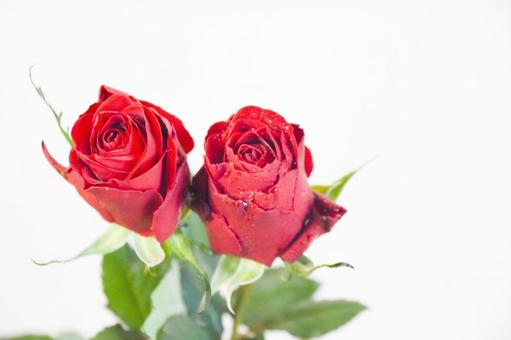 赤いバラ 赤いバラ 水滴,ばら,薔薇の写真素材